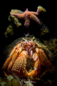 Common marine hermit crab (Pagurus bernhardus), Oostersch... by Filip Staes 